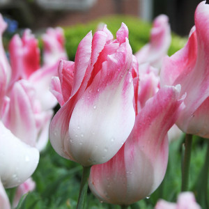 Tulpė ‘Holland Chic’ , 15 vnt.