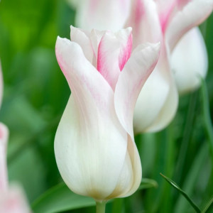 Tulpė ‘Holland Chic’ , 15 vnt.