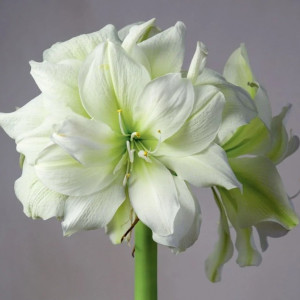 Amarilis (meilenis) ‘Marilyn’, svogūnas, 1 vnt.