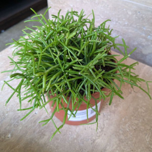Uoginis ripsalis