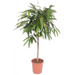Fikusas binnendijkii 'Amstel King' ant koto, H120cm