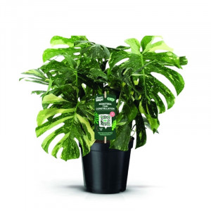Monstera nuostabioji Thai Constellation, 90cm, 3 kamienai