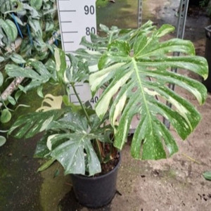 Monstera nuostabioji Thai Constellation, 90cm, 1 kamienas