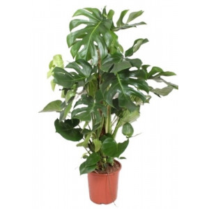Monstera nuostabioji, 110cm, 9 kamienai