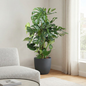 Monstera nuostabioji, 110cm, 9 kamienai