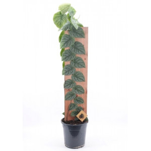 Monstera dubia Juveniel H100cm, 2-3 stiebai