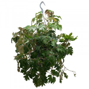 Lamstas rombialapis 'Ellen Danica' pakabinamame vazone
