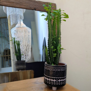 Tribriaunė karpažolė 50cm Maya ornamentų dekoratyviniame vazone