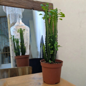 Tribriaunė karpažolė 50cm