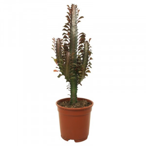 Tribriaunė karpažolė 'Rubra' H55cm
