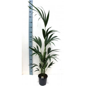 Hovėja forsterio, Kentijos palmė H120cm