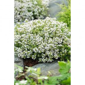 Čiobrelis ( lot. Thymus praecox) Albiflorus
