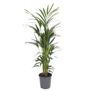 Hovėja forsterio, Kentijos palmė H140cm