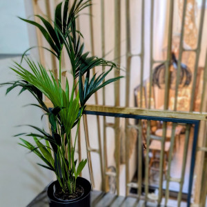 Hovėja forsterio, Kentijos palmė H120cm