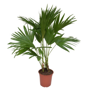 Apskritalapė palmė 110cm