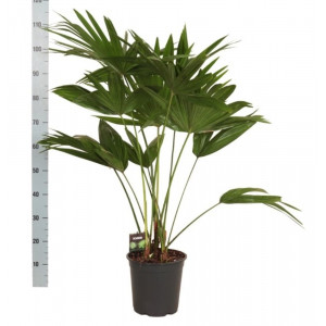 Apskritalapė palmė, livistona, 110cm