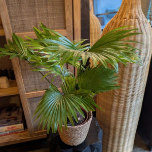 Apskritalapė palmė 70cm pintame vazone