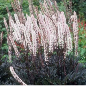 Juodžolė  'Pink Spike'