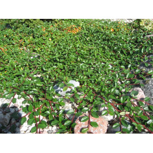 Kaulenis damerio ‘Major’ – kiliminis