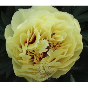 Bijūnas Yellow Waterlily  2026 m. ruduo