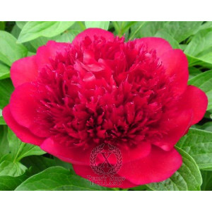Bijūnas Red Charm  2026 m. ruduo