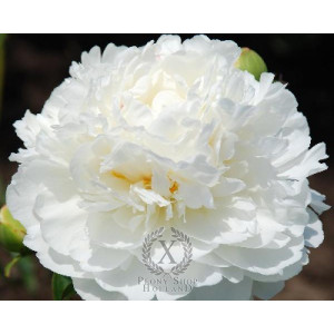 Bijūnas Fringed Ivory 2026 m. ruduo