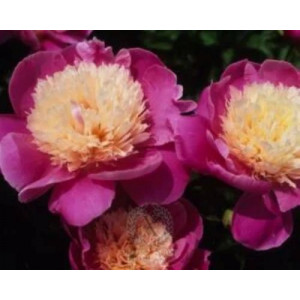 Bijūnas Embraceable Pink  2026 m. ruduo