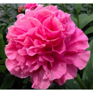 Carnation Bouquet  2026 m. ruduo