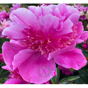 Bijūnas Mirazh  2026 m. ruduo