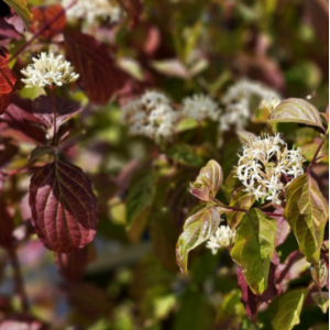 Sedula  raudonoji 'Winter Beauty'