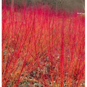 Sedula  raudonoji 'Winter Beauty'