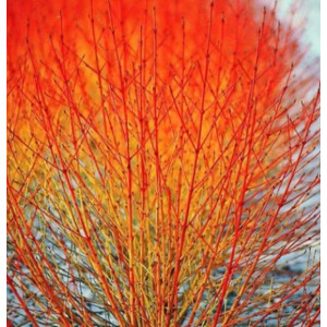 Sedula  raudonoji 'Annys Winter Orange'