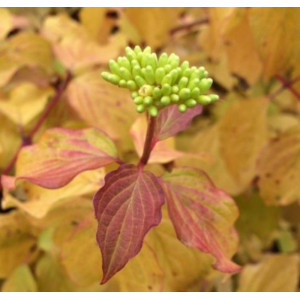 Sedula  raudonoji 'Annys Winter Orange'