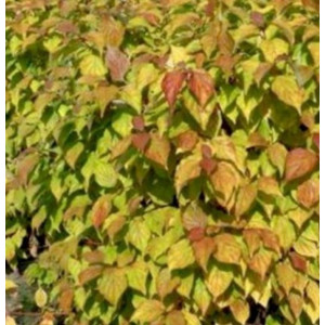 Sedula  raudonoji 'Midwinter Fire'