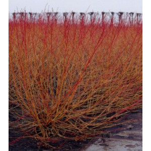 Sedula  raudonoji 'Midwinter Fire'