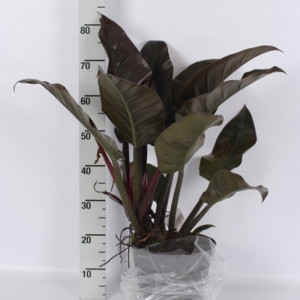 Filodendras 'Imperial Red' 80cm