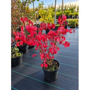 Sparnuotasis ožekšnis 'Chicago Fire'