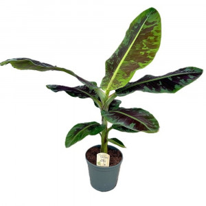 Bananmedis Dwarf Cavendish, žemaūgis, 80cm
