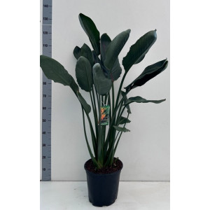 Puošnioji strelicija Reginae 145cm