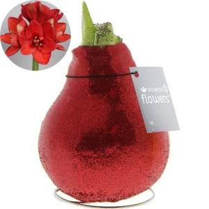 Vaškuotas amarilis, 'Žėrintis raudonas', 1 vnt.