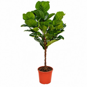Lyralapis fikusas ant koto 140cm