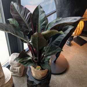 Filodendras 'Imperial Red' 90cm