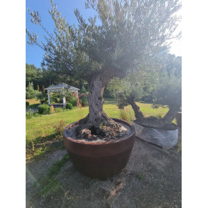 Alyvmedis Leccino "Karalius Mindaugas" 310 CM | HOLA