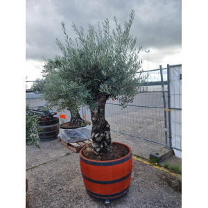 Alyvmedis Leccino "Gabija" 225 CM | HOLA