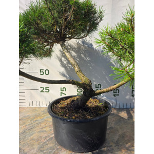 Pušis kalninė „Uola“ (SODO BONSAI) C45 103–123 CM
