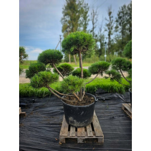 Pušis kalninė „Ugnis“ (SODO BONSAI) C160 145–188 CM