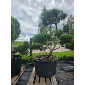 Pušis kalninė „Krivis“ (SODO BONSAI) C285 162–215 CM