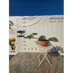 Pušis kalninė „Kopa“ (NIWAKI) C60 66–93 CM