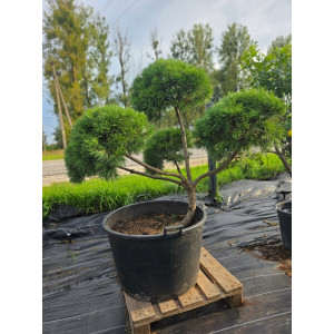 Pušis kalninė „Banga“ (SODO BONSAI) C160 150–180 CM