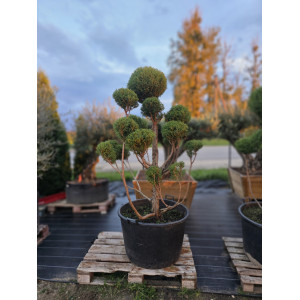 Puskiparisis žirniavaisis „Skliautas“ (SODO BONSAI) ‘Filifera Nana’ C160 176–216 CM